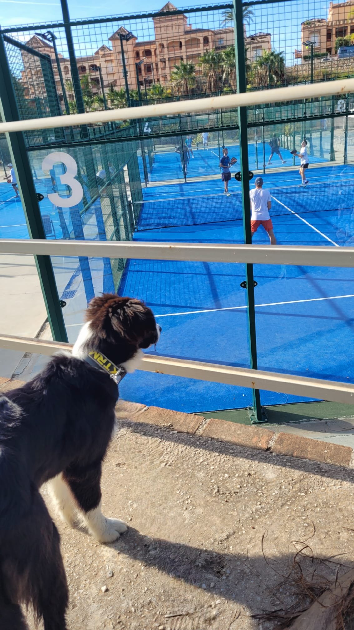 dog_coach_padel_globo